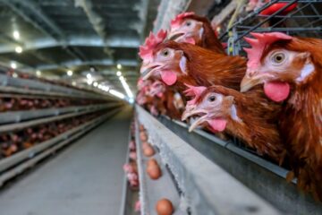 technologie w hodowli drobiu